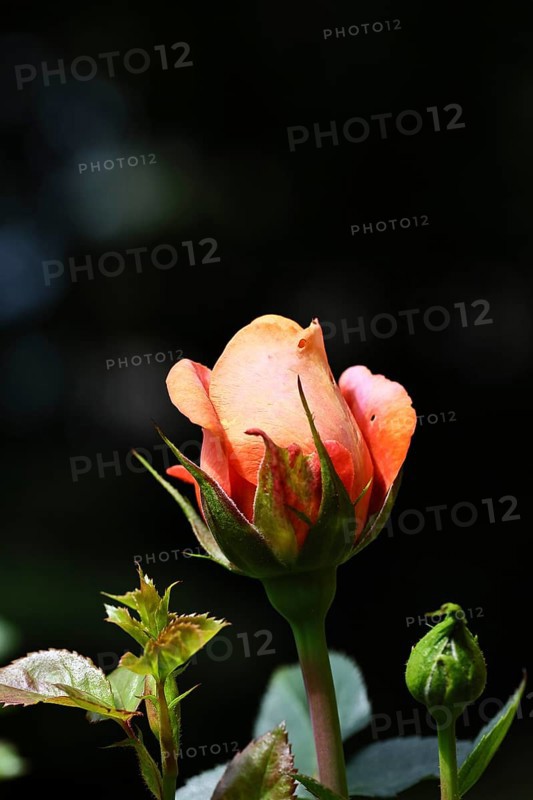Rose blossom (Rosa sp.), salmon-coloured blossom with black background, in a garden, Wilnsdorf, North Rhine-Westphalia, Germany