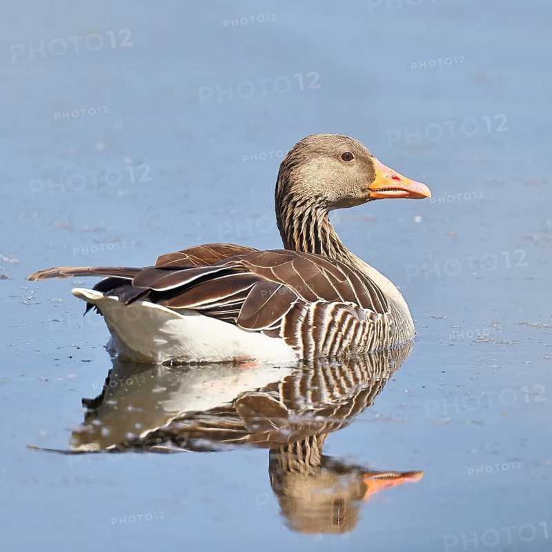 Greylag goose (Anser anser), swimming on a pond, Wagbachniederung nature reserve, Waghäusel, Baden-Württemberg, Germany