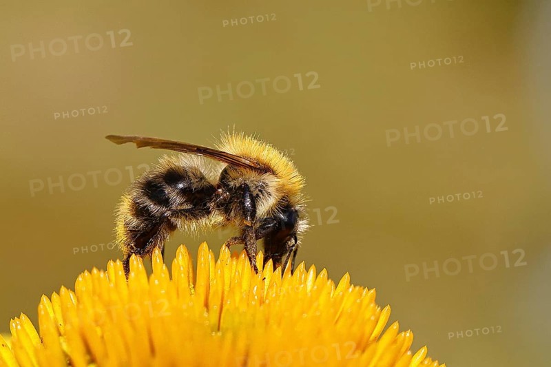 Field bumblebee (Bombus pascuorum), collecting nectar on a coneflower (Echinacea), close-up, Wilnsdorf, North Rhine-Westphalia, Germany