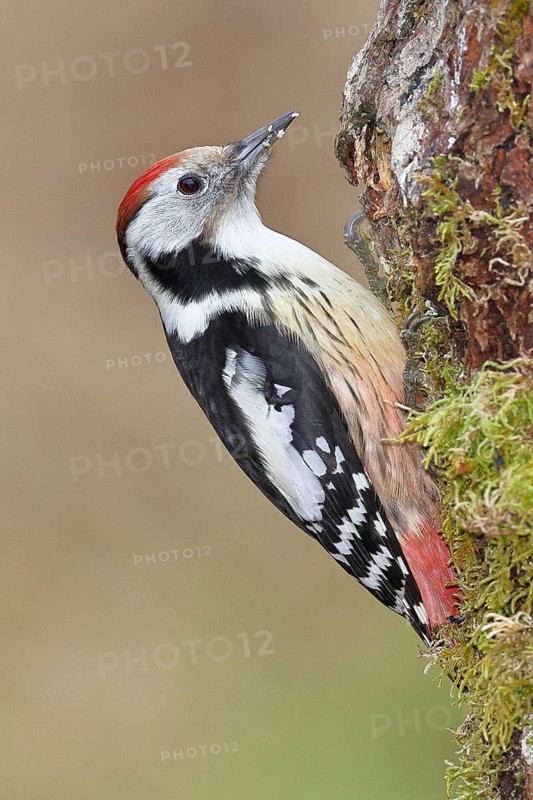 Middle spotted woodpecker (Dendrocopos medius) foraging on dead wood of an oak (Quercus), Wilnsdorf, North Rhine-Westphalia, Germany