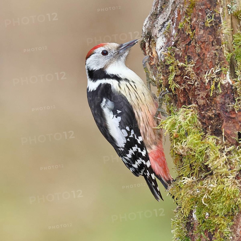 Middle spotted woodpecker (Dendrocopos medius) foraging on dead wood of an oak (Quercus), Wilnsdorf, North Rhine-Westphalia, Germany