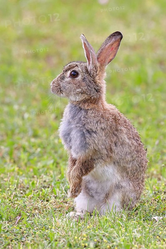 Wild rabbit (Oryctolagus cuniculus), sitting in a meadow, making mate, erect, fully grown, alert, wildlife, animals, rodent, Podersdorf, Lake Neusiedl-Seewinkel National Park, Burgenland, Austria