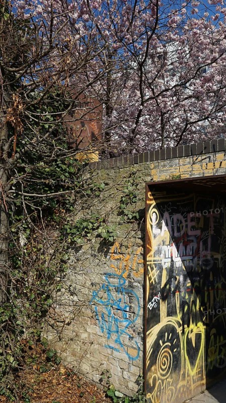 Graffiti-covered wall surrounded by flowering cherry trees (cerasus), Berlin
