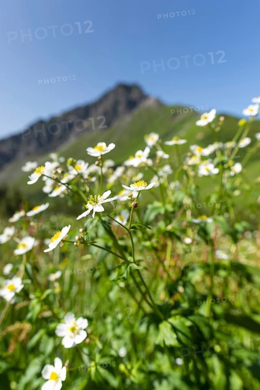 Mountain panorama with white alpine anemones (Pulsatilla alpina ssp. alpina), behind it the Kanzelwand, 2058m, a border mountain in the Allgäu Alps, over which the border between Bavaria, Germany and Vorarlberg, Austria runs, Allgäu Alps, Allgäu, Bavaria, Germany
