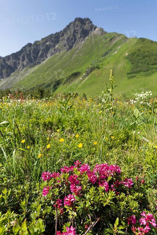 Alpine rose blossom, panorama from the Fellhorn, behind it the pulpit wall, 2, 058 m, a border mountain in the Allgäu Alps, across which the border between Bavaria, Germany and Vorarlberg, Austria runs, Allgäu, Bavaria, Germany