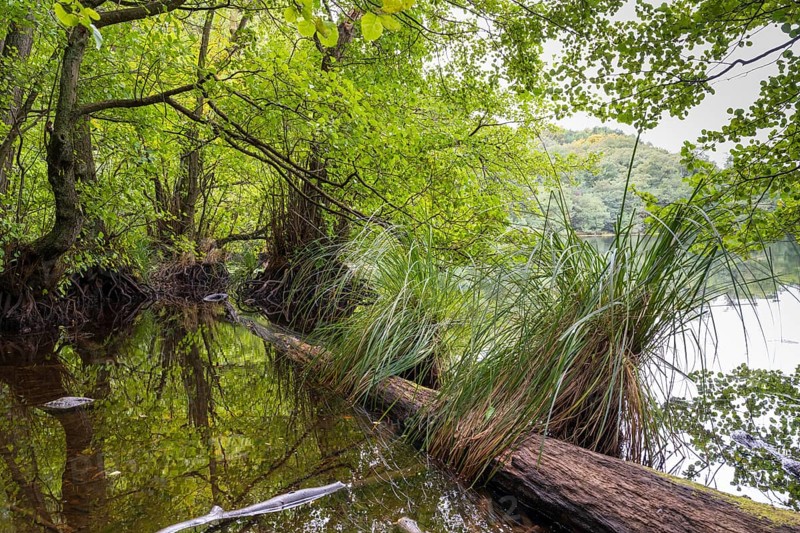 Lake Hertha, fallen tree trunk and grass, Jasmund National Park, Sassnitz, Rügen island, Baltic Sea, Mecklenburg-Western Pomerania, Germany