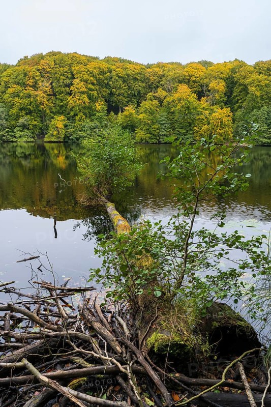 Herthasee, fallen tree trunk, trees with autumn colors, Jasmund National Park, Sassnitz, Rügen island, Baltic Sea, Mecklenburg-Western Pomerania, Germany