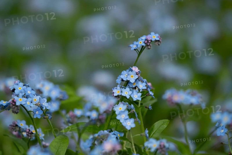 Forget-me-not (Myosotis sylvatia) blue flowers in a garden border in spring, England, United Kingdom