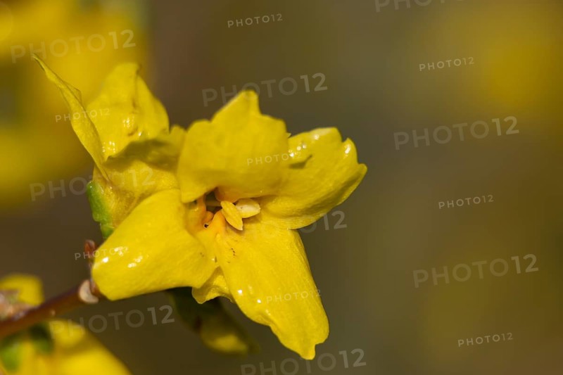 Forsythia single yellow garden shrub flower in winter, England, United Kingdom