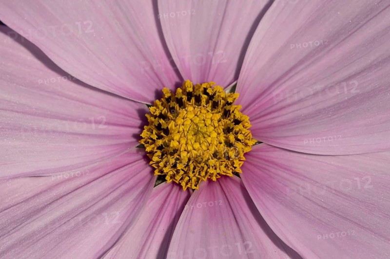 Cosmos centre of a single pink garden flower in summer, England, United Kingdom