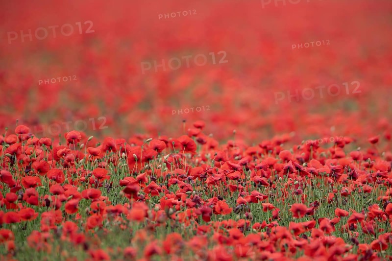 Common field poppy (Papaver rhoeas) wildflower field of red poppies in summer, England, United Kingdom