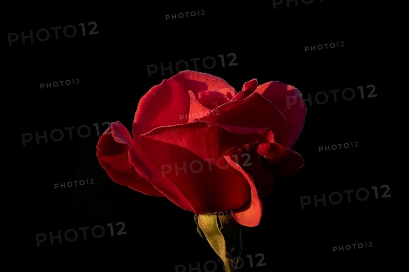 English rose single red garden flower in summer, England, United Kingdom