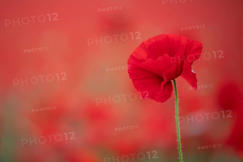 Common field poppy (Papaver rhoeas) single red wildflower flower in a field of poppies in summer, England, United Kingdom