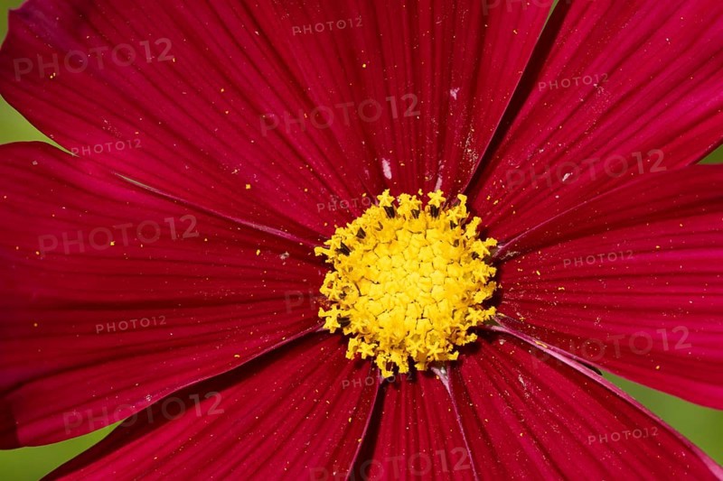 Cosmos single red garden flower in summer, England, United Kingdom