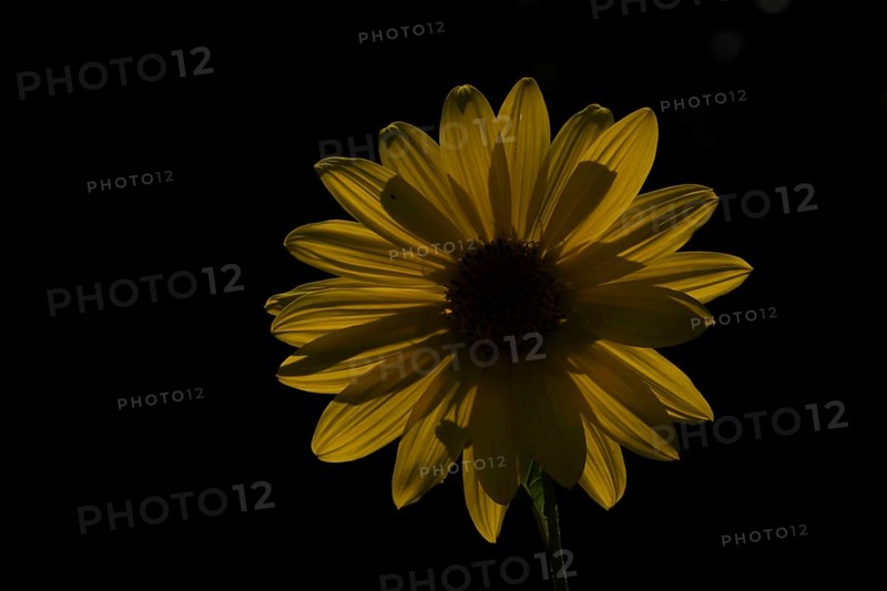 Annual sunflower (Helianthus annuus) single garden yellow flower backlit in summer, England, United Kingdom