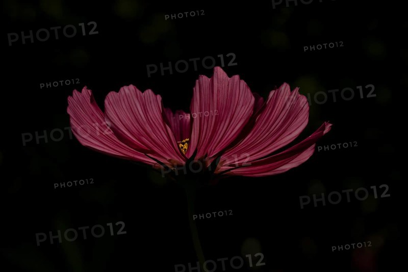 Cosmos single red garden flower backlit in summer, England, United Kingdom