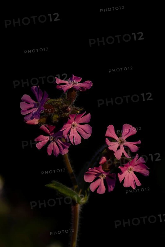 Red campion (Silene dioica) wildflower flowers in spring, England, United Kingdom