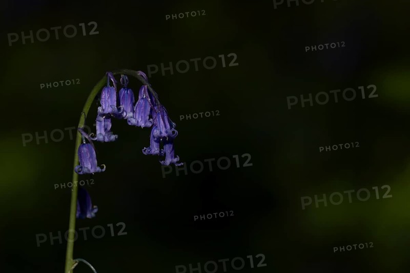 Common english bluebell (Hyacinthoides non-scripta) single blue wildflower flower in spring, England, United Kingdom