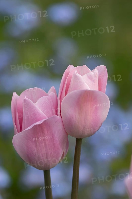 Tulip (Tulipa spp) two pink garden flowers in spring, England, United Kingdom