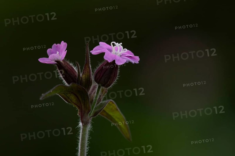 Red campion (Silene dioica) wildflower flowers in spring, England, United Kingdom