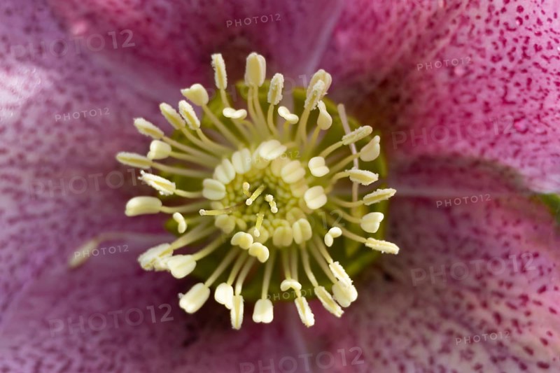 Hellebore close up of a single purple garden flower in winter, England, United Kingdom