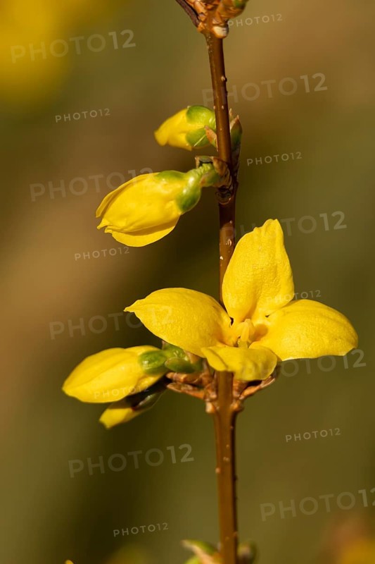 Forsythia single yellow garden shrub flower in winter, England, United Kingdom
