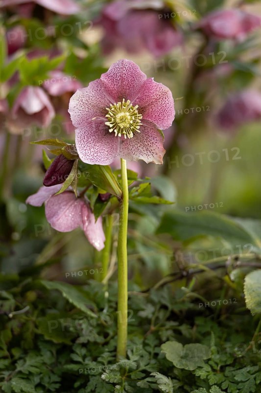 Hellebore single purple garden flower in winter, England, United Kingdom