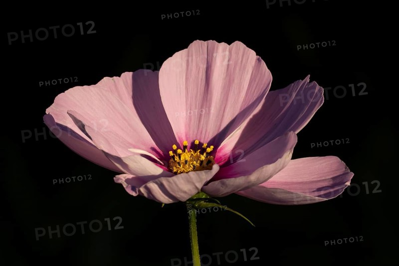 Cosmos single pink garden flower in summer, England, United Kingdom