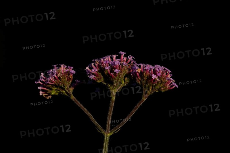 Verbena bonariensis three garden flowers in summer, England, United Kingdom