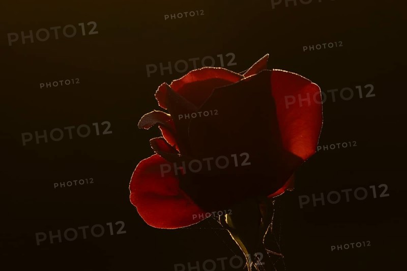 English rose single red garden flower backlit in summer, England, United Kingdom