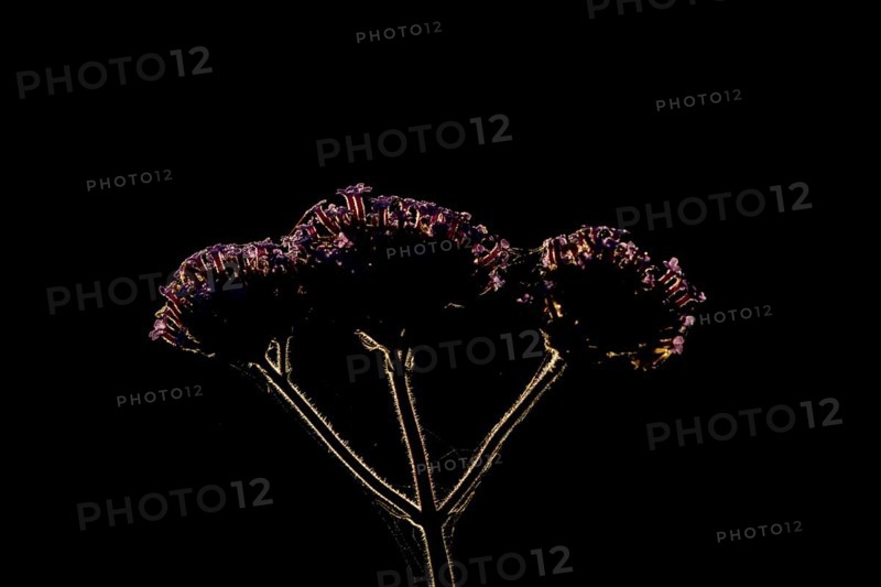 Verbena bonariensis three garden flowers backlit in summer, England, United Kingdom