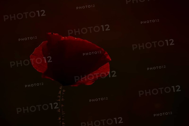 Common field poppy (Papaver rhoeas) single wildflower red flower backlit in summer, England, United Kingdom