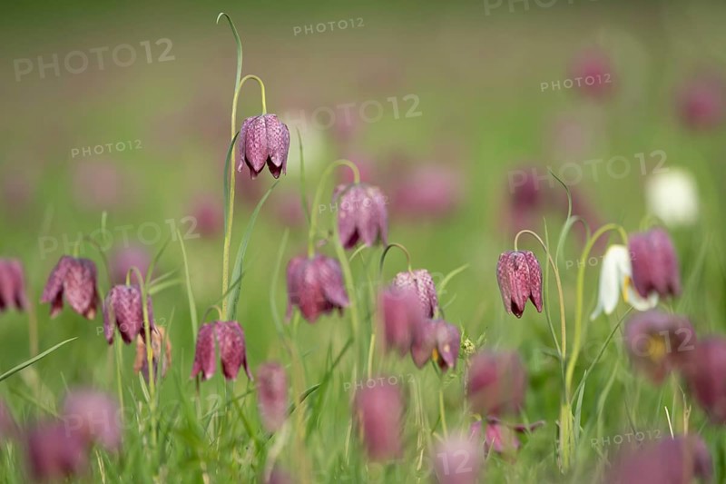 Snake's head fritillary (Fritillaria meleagris) wildflower meadow of flowers in spring, England, United Kingdom
