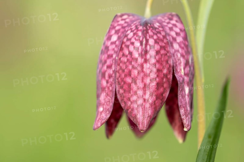 Snake's head fritillary (Fritillaria meleagris) single wildflower flower in spring, England, United Kingdom
