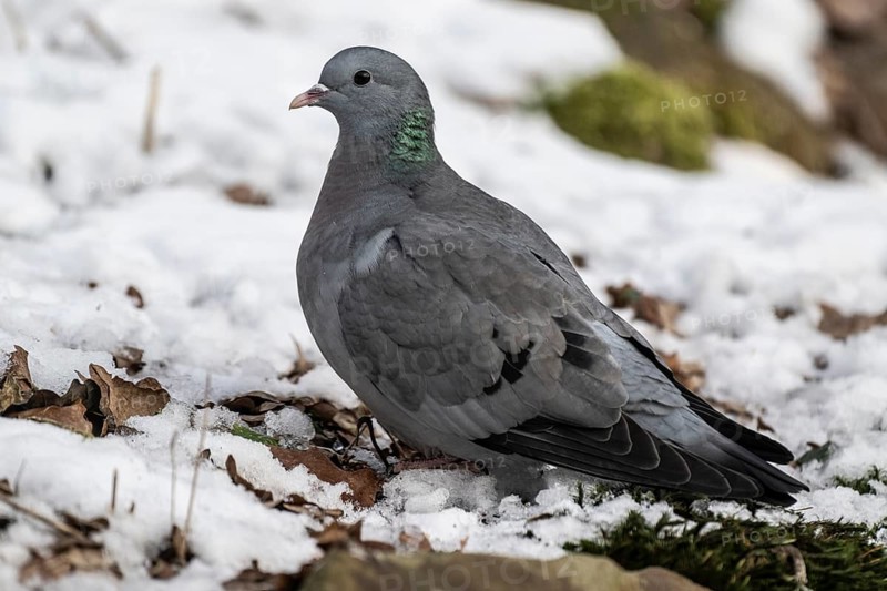Stock Dove (Columba oenas), Emsland, Lower Saxony, Germany