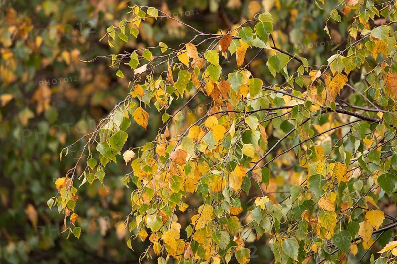 Silver birch tree (Betula pendula) with autumn colour leaves, England, United Kingdom