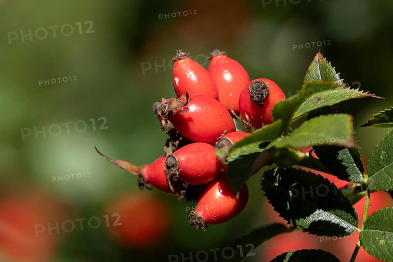 Wild or Dog rose bush plant (Rosa acicularis) with autumn colour leaves and rosehip fruit, England, United Kingdom