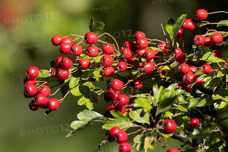 Hawthorn (Crataegus monogyna) tree in a hedgerow with red berries in autumn, England, United Kingdom