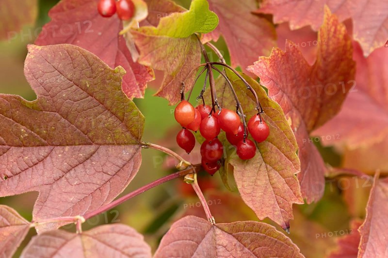 Guelder rose tree (Viburnum opulus) with autumn colour leaves and red berries, England, United Kingdom