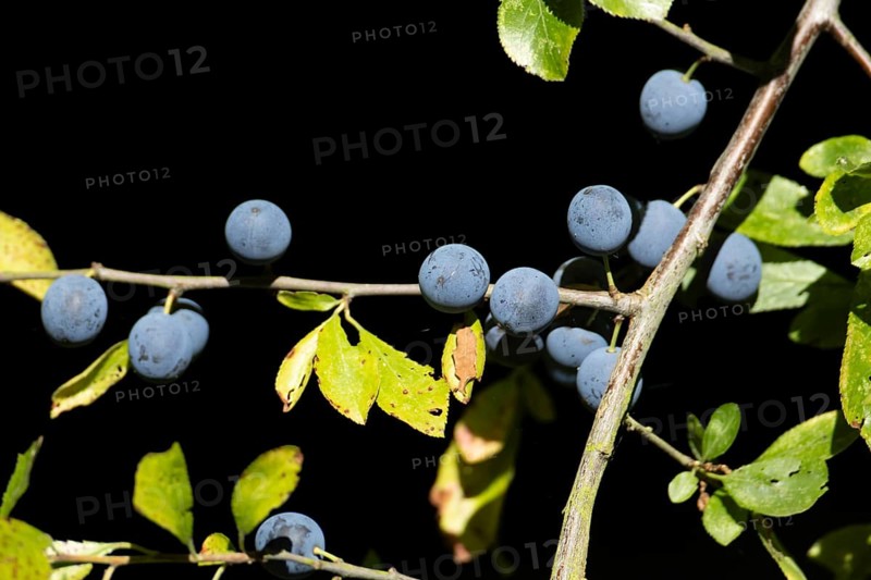 Blackthorn tree (Prunus spinosa) with autumn colour leaves and blue sloe berries, England, United Kingdom