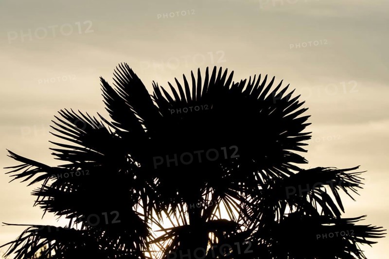 Hardy fan palm silhouette of a plant with the sunlight shining though its palms at sunrise, England, United Kingdom