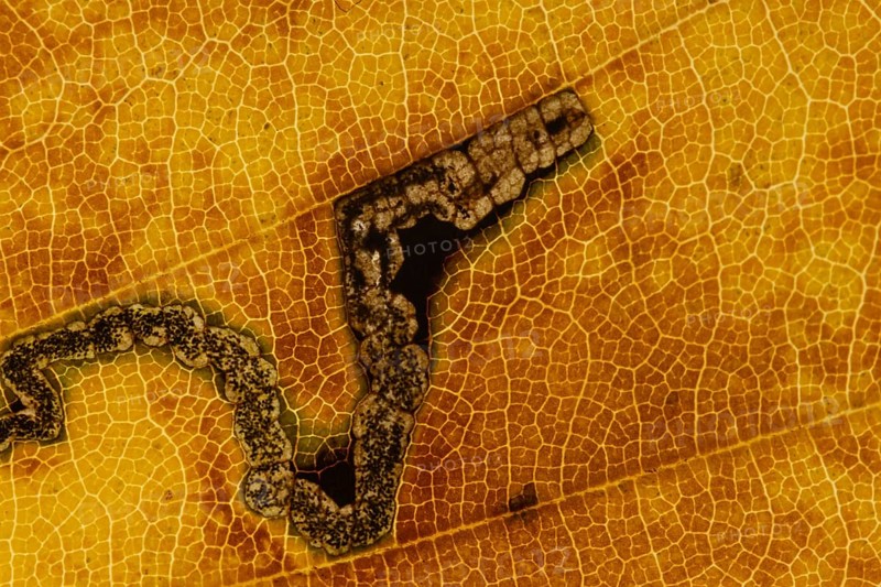 Common beech tree (Fagus sylvatica) close up of a single autumn colour leaf with the damage from a Beech leaf miner beetle larva, England, United Kingdom