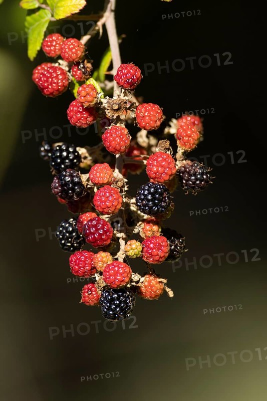 Bramble or Blackberry (Rubus fruticosus) bush plant blackberries fruits in summer, England, United Kingdom