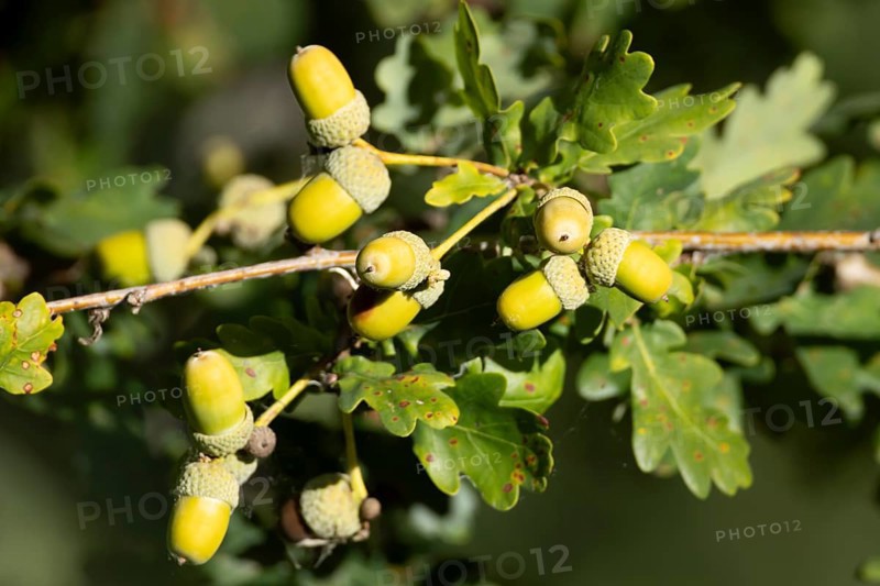English oak tree (Quercus robur) with autumn colour leaves and acorn nuts, England, United Kingdom