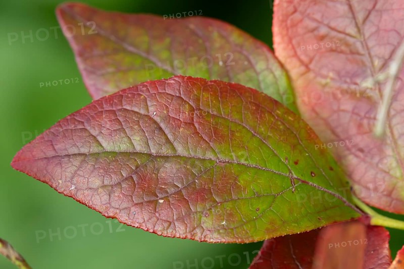 Blueberry bush (Vaccinium corymbosum) close up of a single autumn colour leaf, England, United Kingdom