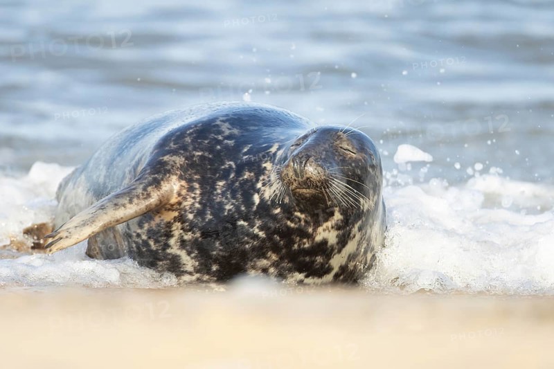 Atlantic grey seal (Halichoerus grypus) adult animal sleeping in the shallow water of the sea on a beach, Norfolk, England, United Kingdom