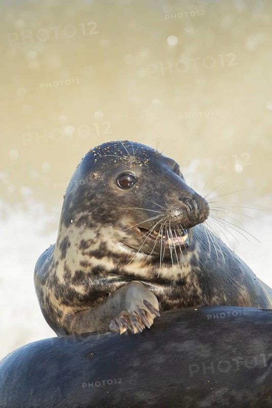 Atlantic grey seal (Halichoerus grypus) adult marine animal resting on the back of another seal on a coastline, Norfolk, England, United Kingdom