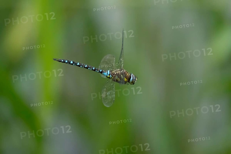 Migrant hawker dragonfly (Aeshna mixta) adult insect flying in summer, England, United Kingdom