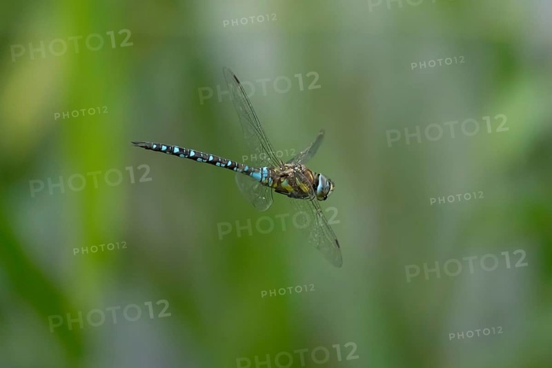 Migrant hawker dragonfly (Aeshna mixta) adult insect in flight in summer, England, United Kingdom