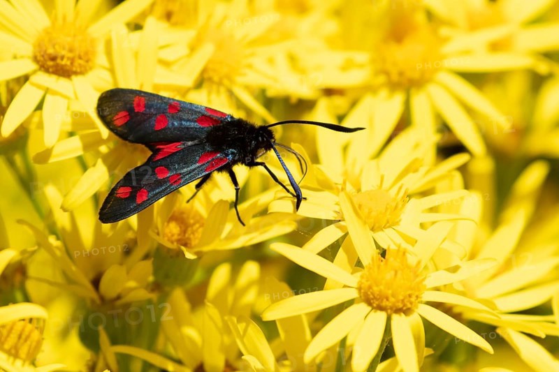 Six spot burnet moth (Zygaena filipendulae) adult insect feeding on Ragwort flowers in summer, England, United Kingdom